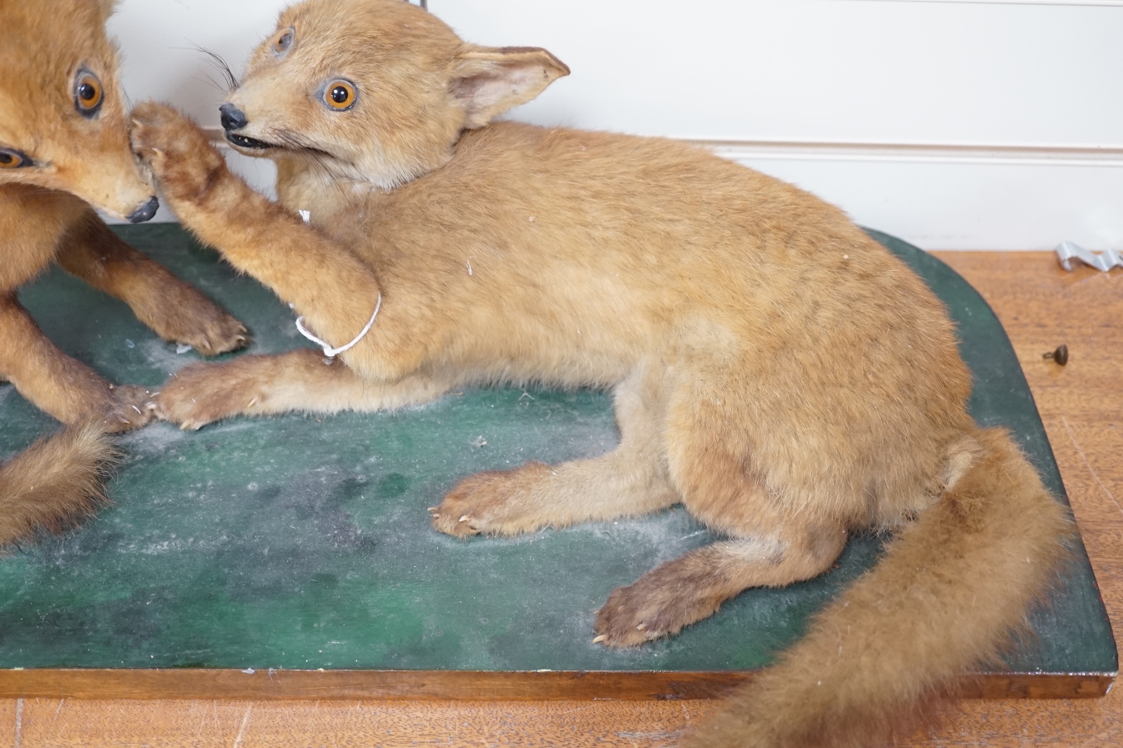 A taxidermy figure group of two fox cubs on plinth, 78cm wide. Condition - poor to fair